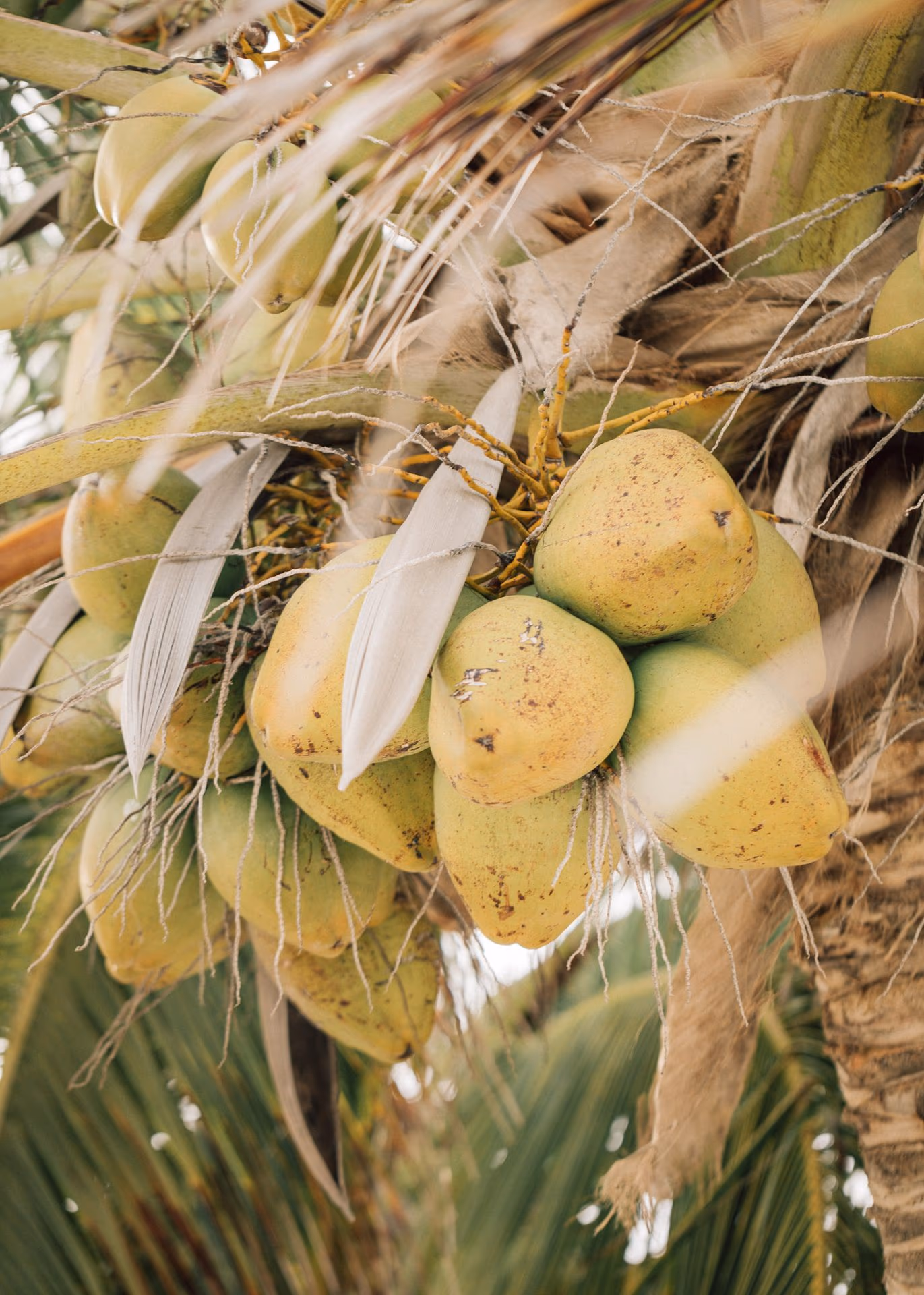 Honeymoon photoshoot at UNICO 20°87° Riviera Maya — photo 15