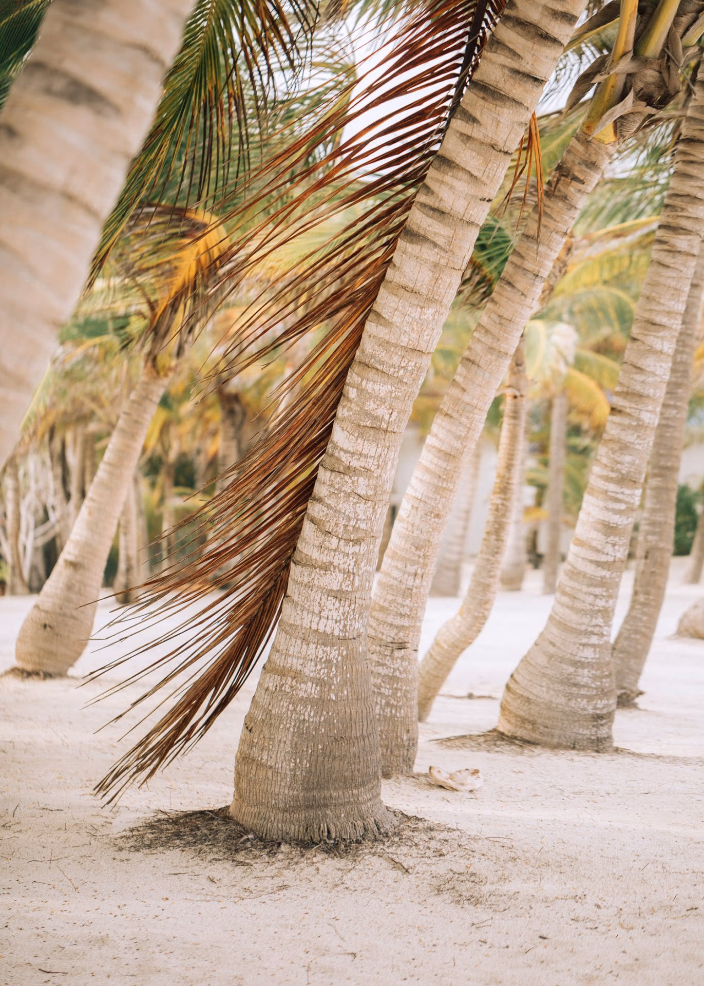 Honeymoon photoshoot at UNICO 20°87° Riviera Maya — photo 21