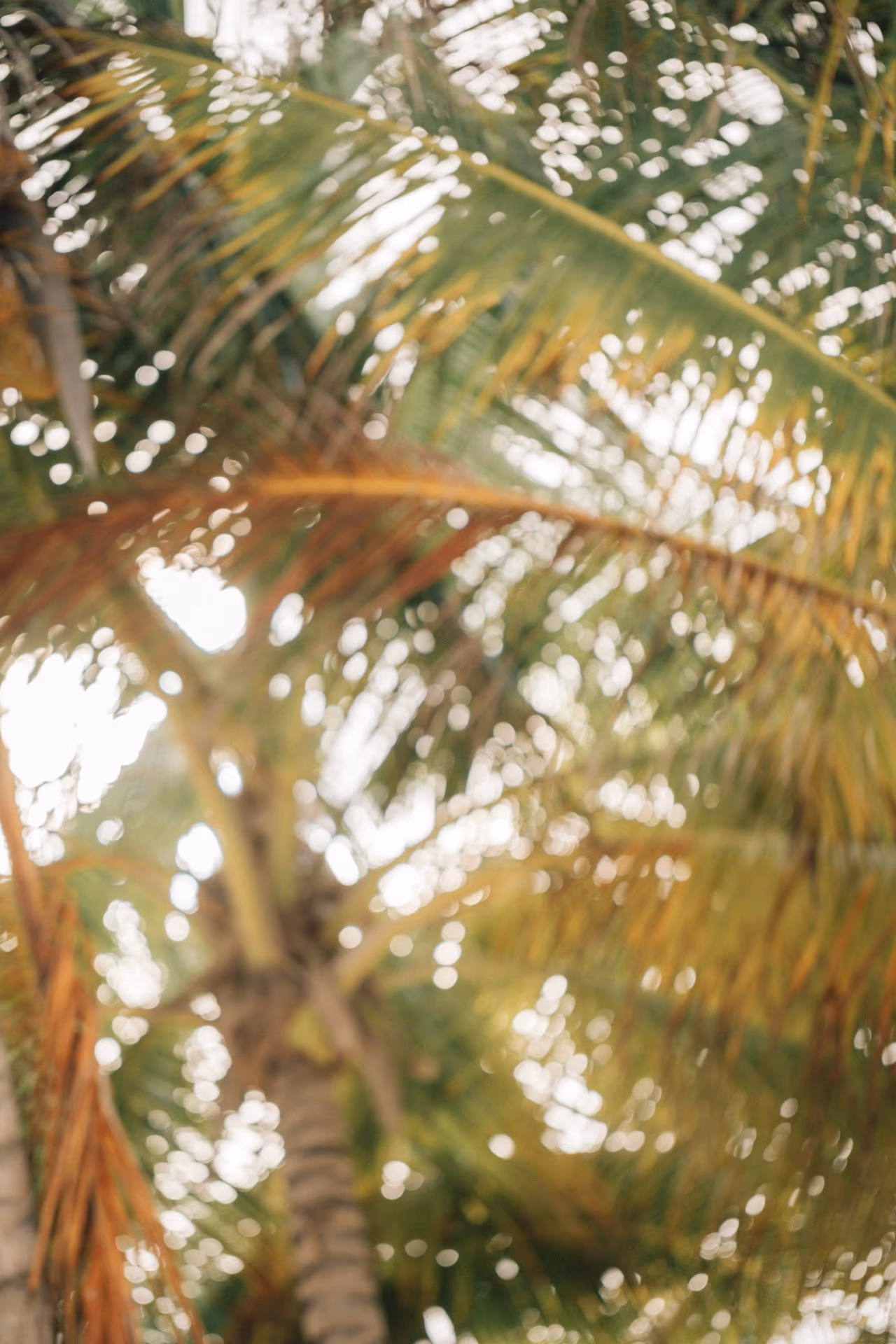 Honeymoon photoshoot at UNICO 20°87° Riviera Maya — photo 24
